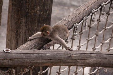 Funny monkey in zoo.