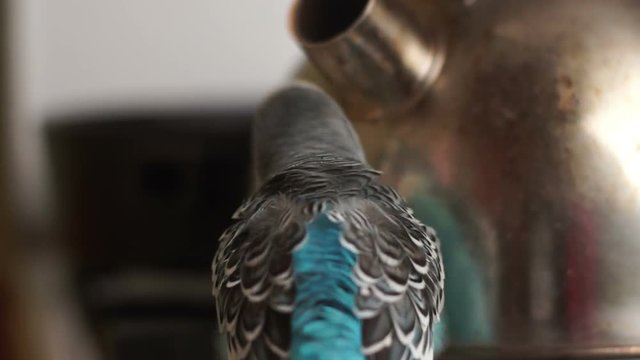 Blue wavy parrot is cleaning next to the kettle in the kitchen