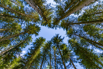in einem Wald nach oben zum Himmel blicken