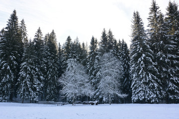 snow covered pine trees