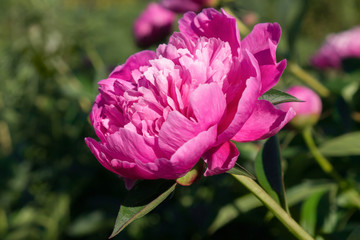 Pink peonies in the garden. Blooming pink peony. Closeup of beautiful pink peony flower.