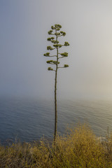 Solitary tree on the Coast