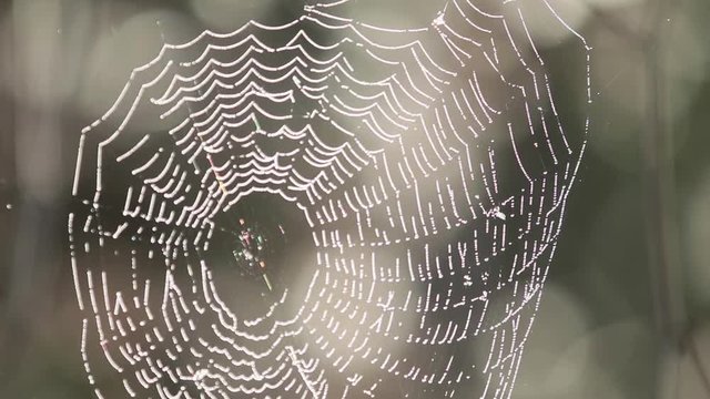Big web in drops of dew shivers on a wind.Close up of circle spider web with morning dew, sunrise light, autumn seasonal background. Shallow depth of the field, light breeze, 59.94 fps