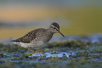 Wood Sandpiper - Tringa glareola, Crete 