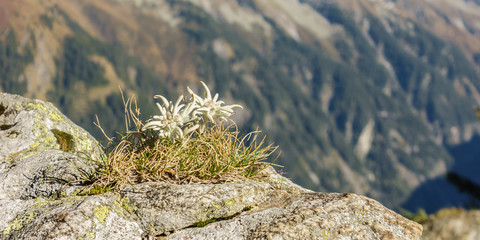 Edelweiss auf Fels in den Bergen als Panorama