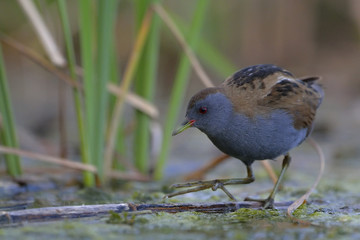 Little Crake (Porzana parva), Greece