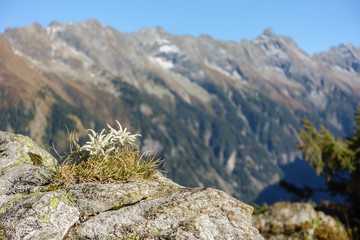Edelweiss auf Fels in den Bergen