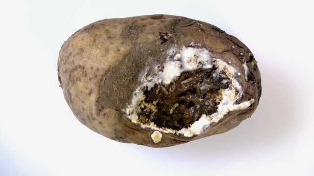 eine alte schimmelige Kartoffeln (Solanum tuberosum) mit Maden im Inneren