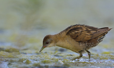 Little Crake (Porzana parva), Greece