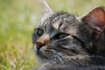 Getiegerte Katze auf einer Wiese schaut nach hinten in die Kamera / cat in a meadow looks backwards...