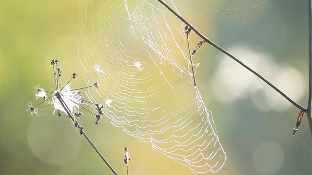 Big web in drops of dew shivers on a wind.Close up of circle spider web with morning dew, sunrise light, autumn seasonal background. Shallow depth of the field, light breeze, 59.94 fps