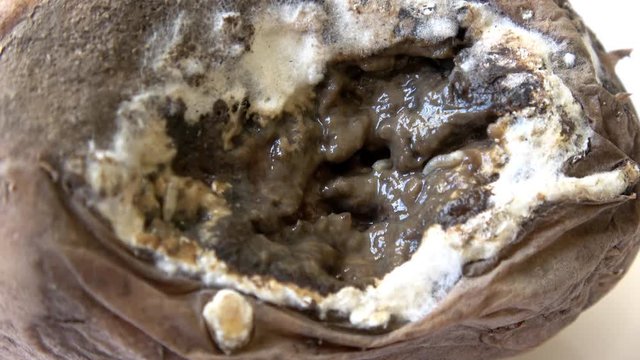 eine alte schimmelige Kartoffeln (Solanum tuberosum) mit Maden im Inneren
