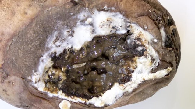 eine alte schimmelige Kartoffeln (Solanum tuberosum) mit Maden im Inneren