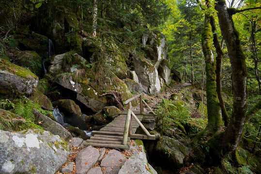 Mystischer Wald im Vall&eacute;e de la Wormsa in den Vogesen