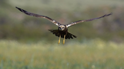 Marsh Harrier (Circus aeroginosus), Crete	