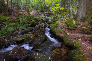 Mystischer Wald im Vallée de la Wormsa in den Vogesen