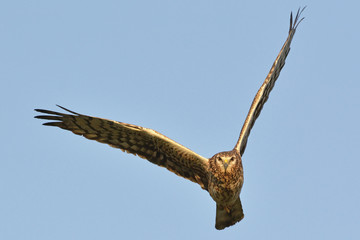 Montagu's harrier (Circus pygargus), Crete