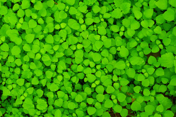 green clover background