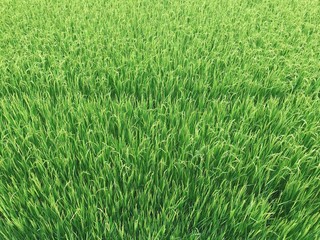 Green rice field 