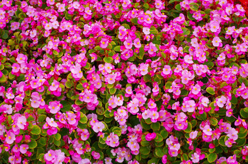 pink flowers in the garden