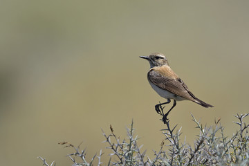 Black-eared Wheatear (Oenanthe hispanica), Crete 