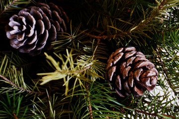 fir tree branches with pine cones Christmas and new year background