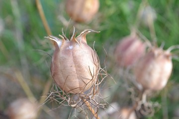 Closeup photograph of a dry Nigella Damascena (love-in-a-mist) seedpod, taken on a sunny summer day.