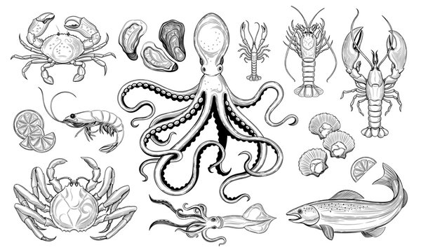 Vector set. Seafood. Oyster, sea scallop, crab, shrimp, lobster, langoustine, spiny lobster,  octopus, squid, fish. 