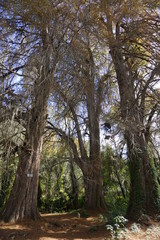 Arboles de cuento de hadas