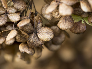 Makroaufnahme von verwelkten Hortensienblüten im Herbst
