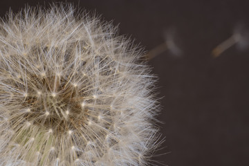 dandelion flower, white fluffy on a black background, fly with seeds