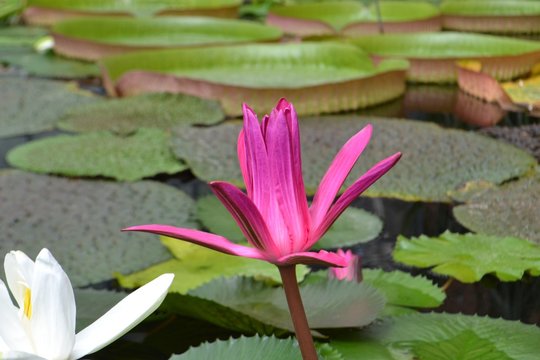 Closeup photograph of a beautiful pink water lily flower