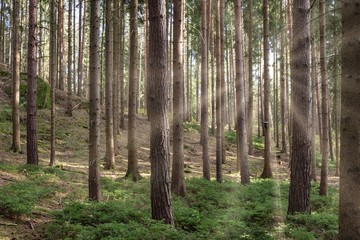Coniferous forest in the sunlight
