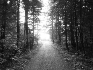 Fototapeta premium Waldweg