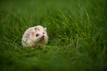 Naklejka na ściany i meble hedgehog in grass