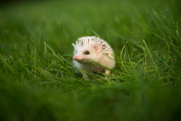 hedgehog in grass