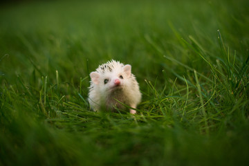 hedgehog in grass © Ольга Гурьянова