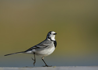 White wagtail (Motacilla alba), Greece