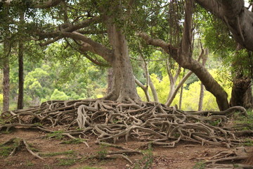 Massive tree with huge rootage root system and tropic flora in public city park and garden in Kaoshiung City, Taiwan 