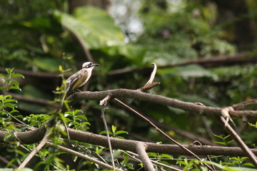 Wildlife bird Taiwan bulbuls (Pycnonotus taivanus) sitting on a branch in public park and garden in Kaoshiung city, Taiwan, 