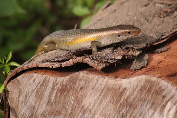 Long-tailed skink lizard (Eutropis longicaudata) as wildlife animal in public park and garden, Kaoshiung city, Taiwan