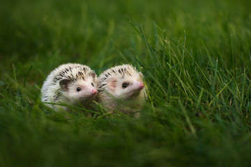two hedgehogs © Ольга Гурьянова
