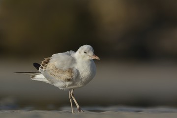 Slender-billed Gull (Chroicocephalus genei), Crete