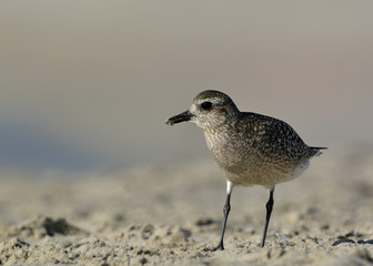 Grey Plover (Pluvialis squatarola), Crete