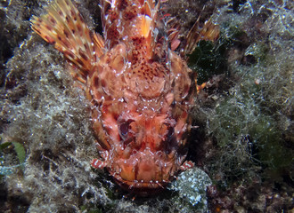 Red Scorpionfish (Scorpaena scrofa)