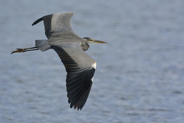 Grey Heron - Ardea cinerea, Crete 