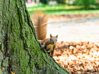 Cute bushy tailed curious red squirrel playing and hunting for food in park/forest in the autumn in preparation for the coming winter 