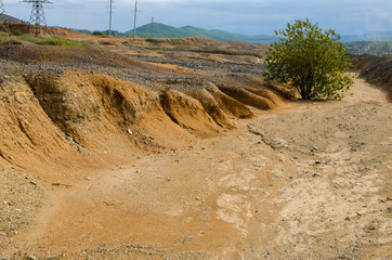 a green tree on a hill, a mended earth underfoot