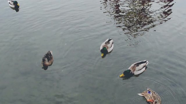 Ducks swimming on the water