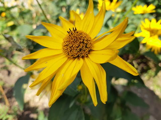 Chamomile and other flowers grow on a flower bed